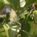 86 - Lemon Guava blossoms - Linda K. Williams 2023.jpg