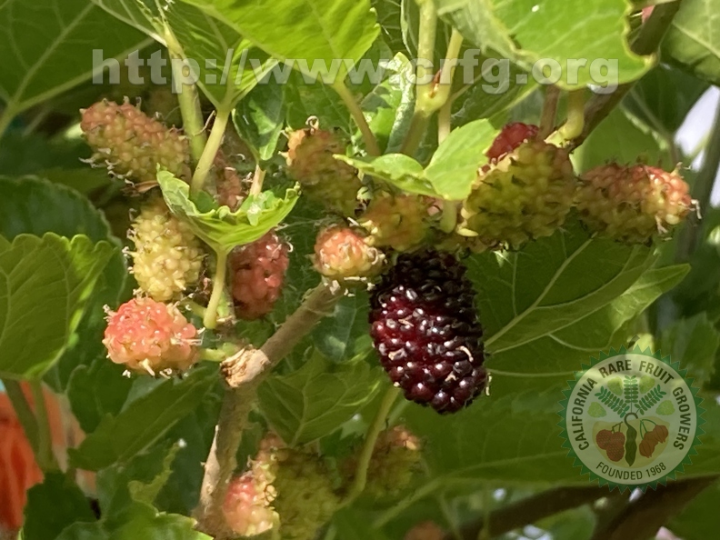 100 - Everbearing Dwarf Black Mulberries - stages of ripeness 2nd image - Linda K. Williams 2023.jpg