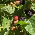 116 - Everbearing Dwarf Black Mulberries in various stages of ripening - Linda K. Williams 2023.jpg