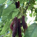 111 - Beautiful Pakistani Mulberries in various stages of ripening - Linda K. Williams 2023.jpg
