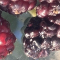 113 - close-up of Everbearing Dwarf Black Mulberries - Linda K. Williams 2023.jpg