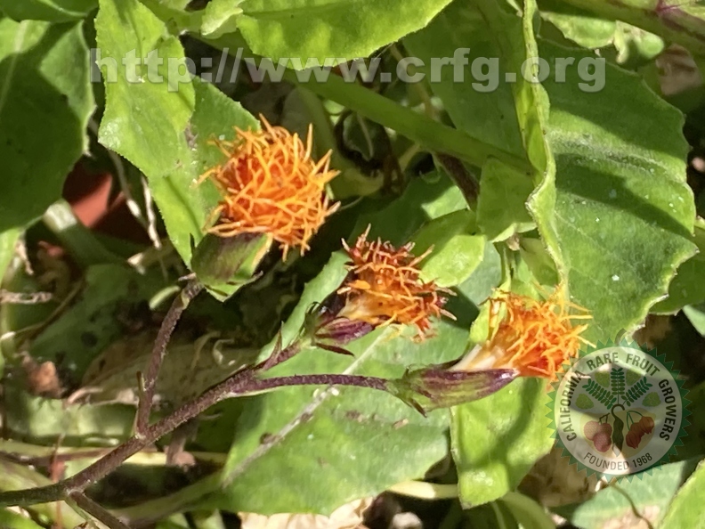 159 - Blossoms of Longevity Spinach - Linda K. Williams 2023.jpg