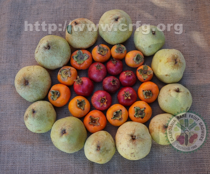 K01_The 3 P_s--Pears Pomegranates Persimmons.jpg