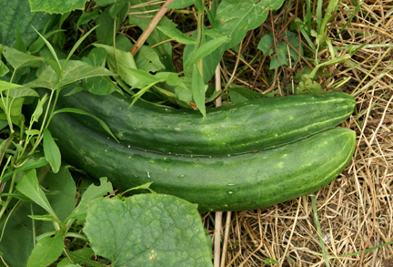 Cucumber.jpg
